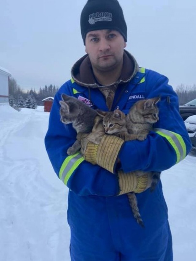 Homem usa café quente para salvar gatinhos congelados e presos no gelo