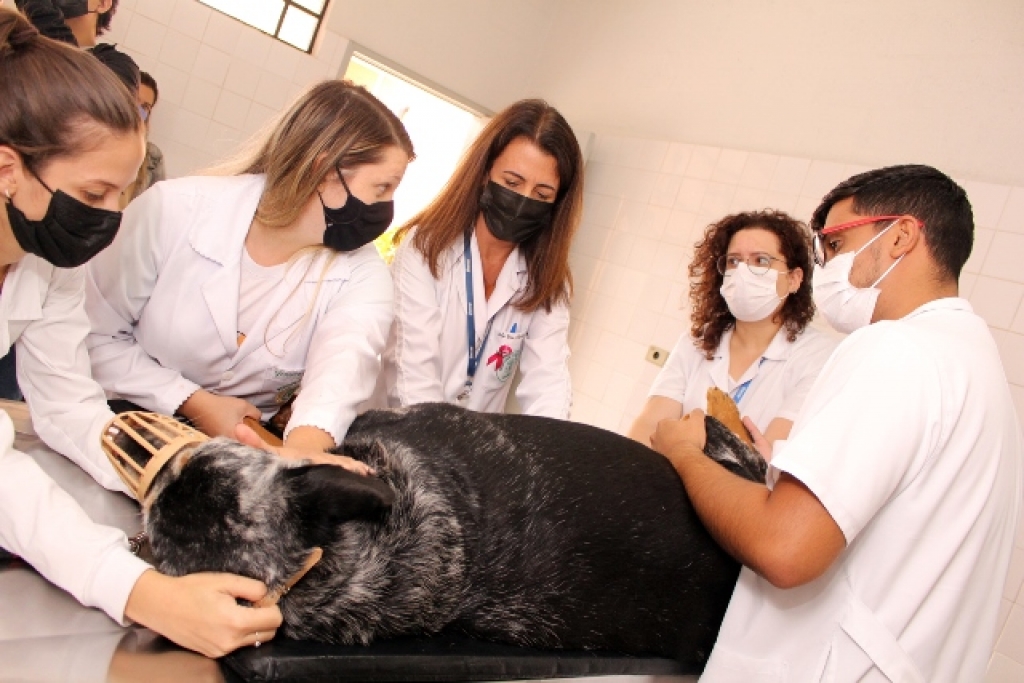 Campanha visa levar conscientização aos tutores sobre a prevenção e diagnóstico precoce do câncer de mama em animais.