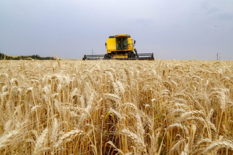 Trigo em alta: preços seguem firmes no mercado brasileiro em meio a tensões internacionais e clima adverso