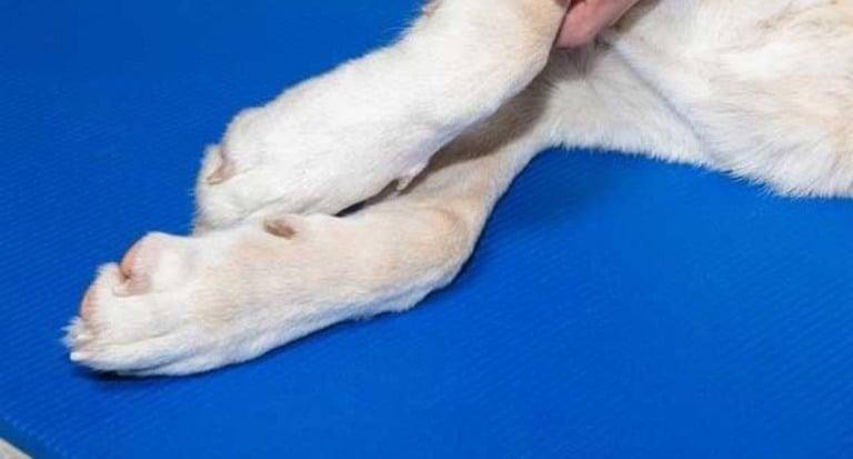 Denúncia anônima revela lesões e abandono de cachorra em Marília