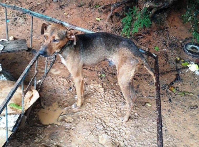 PM de Marília prende dois por maus tratos a cachorros após denúncias anônimas