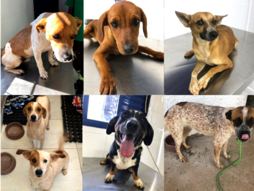 Em dois meses, resgate de animais recolhe 11 cães em risco na SP-333