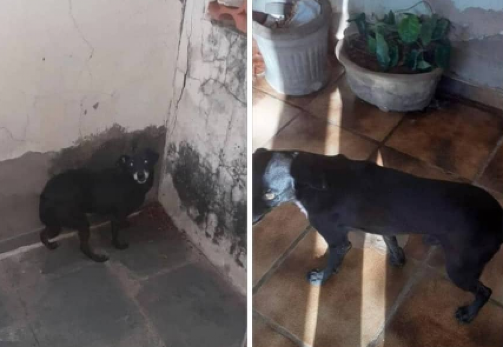 Mutirão busca adoção de cães e gatos após morte de cuidadora em Marília Mutirão busca adoção de cães e gatos após morte de cuidadora em Marília