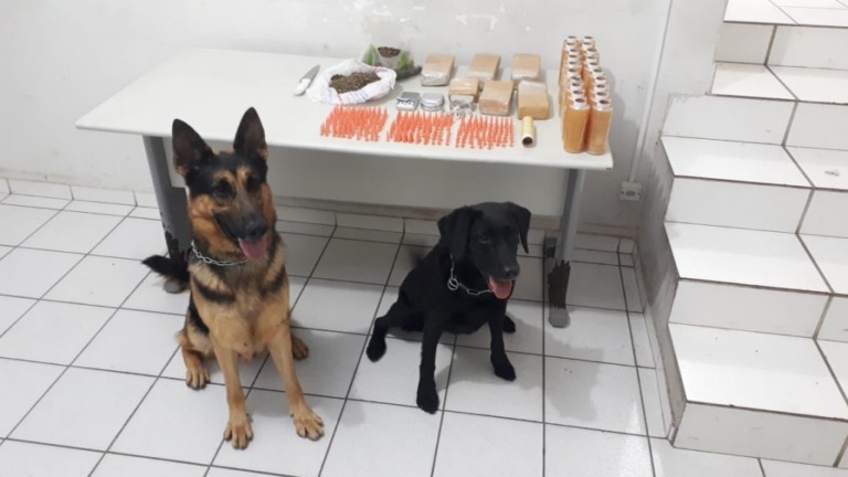 Patrulha com cães farejadores apreende drogas em Marília
