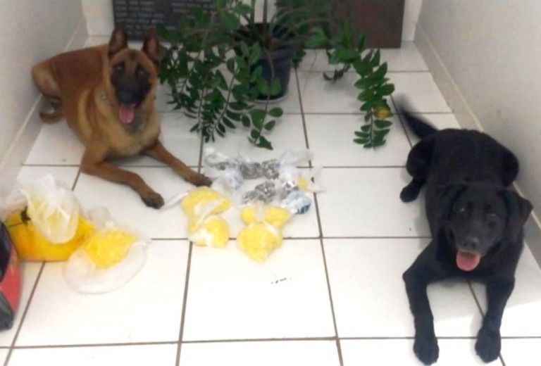 Cães ajudam e Dise prende homem com 700 porções de drogas em Marília