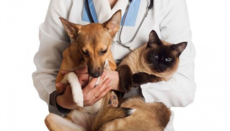 Garça faz licitação para serviços de castrações de cães e gatos