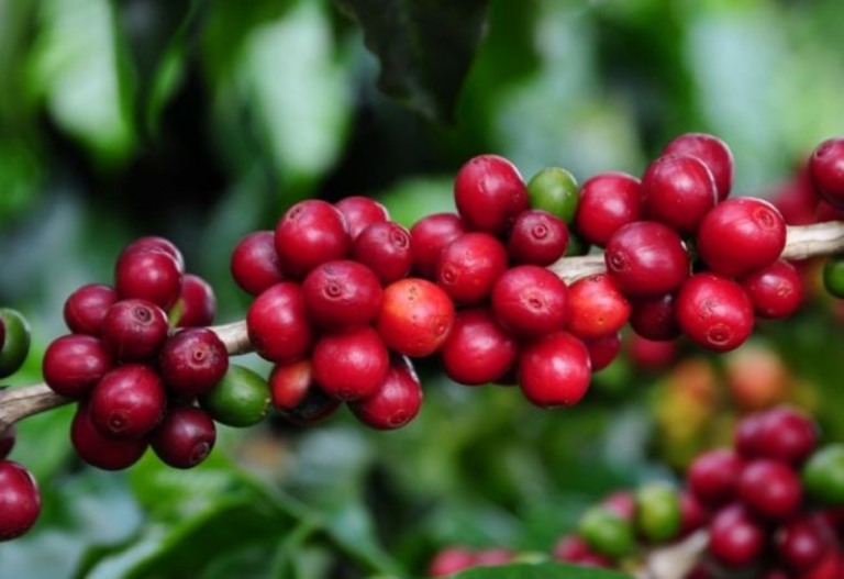 Estado amplia pesquisa sobre qualidade e rentabilidade de café em Garça