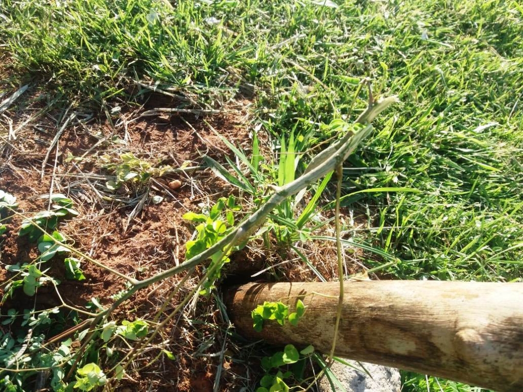 Promotores pedem informações sobre menores e danos em plantas no Carnaval