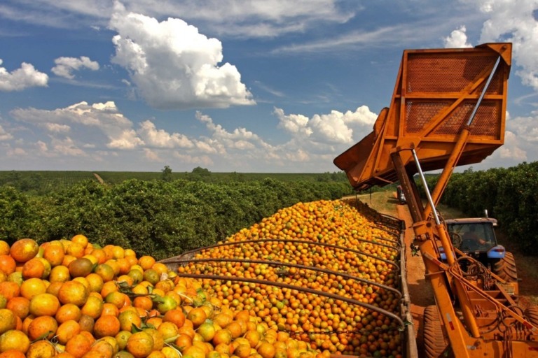 Investimentos milionários impulsionam citricultura em Mato Grosso do Sul