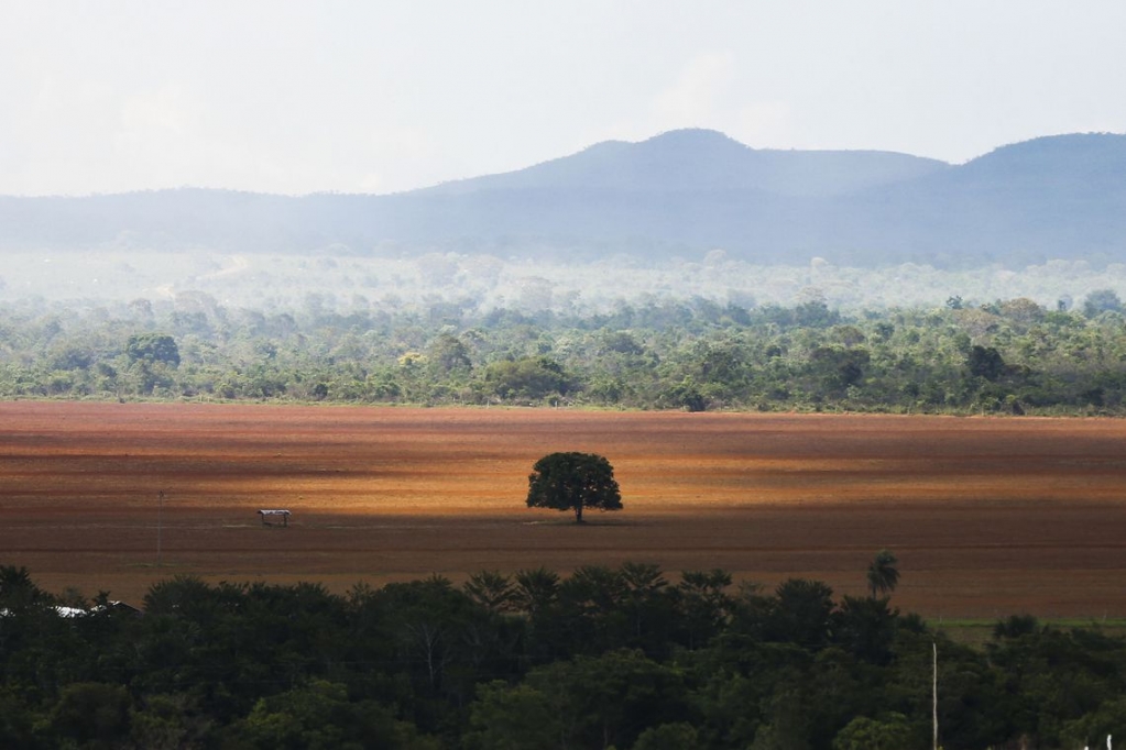 Desmatamento no cerrado chega a 51% da área verde