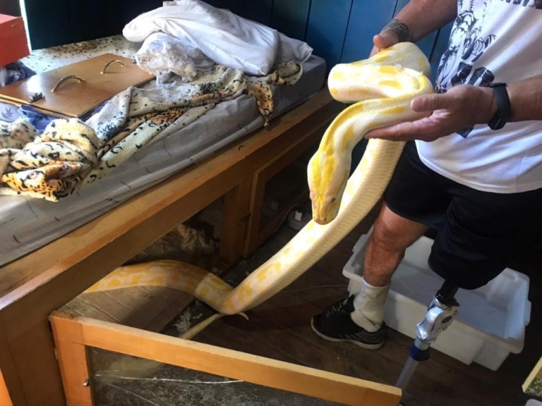 Cobra exótica é apreendida em casa de Marília; morador leva multa