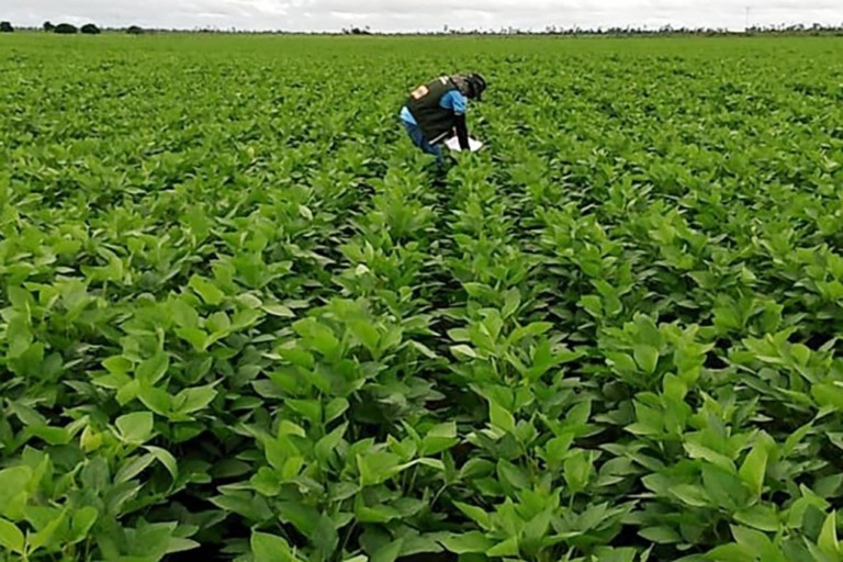 Relatório do Departamento de Agricultura dos Estados Unidos traz visão otimista do plantio de soja no Brasil
