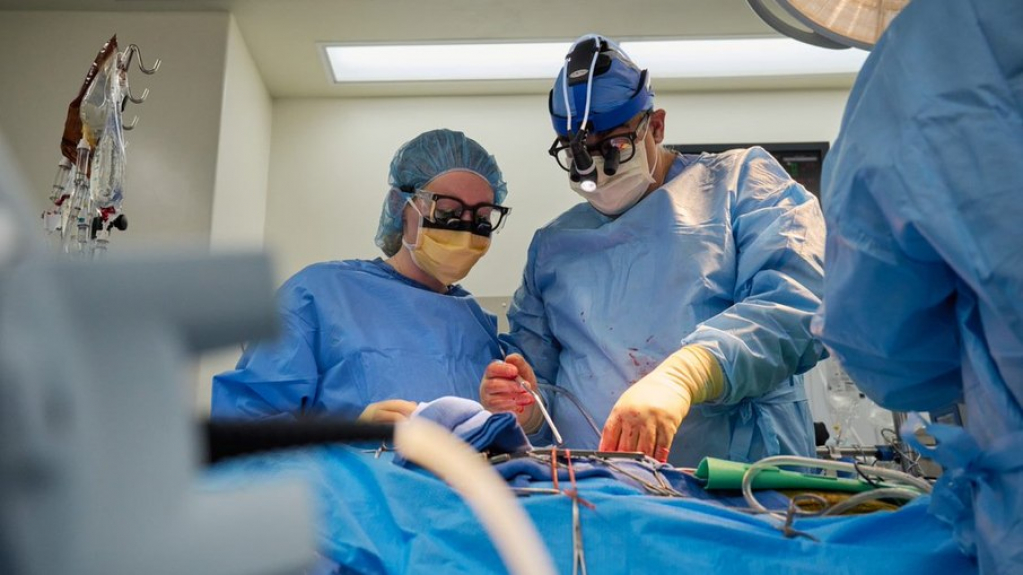 Dois humanos com morte cerebral recebem coração de porco nos EUA