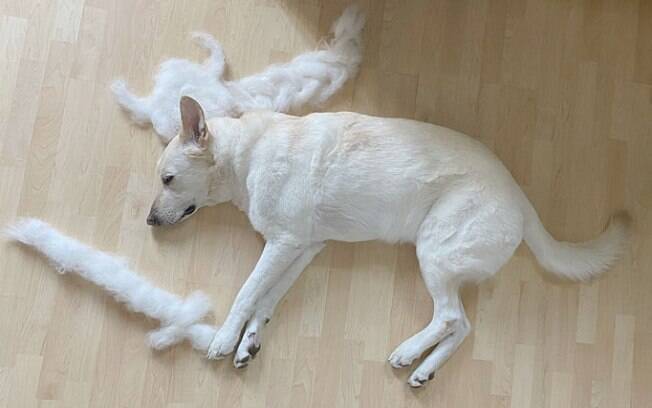 cachorro deitado ao lado de escultura de pelo