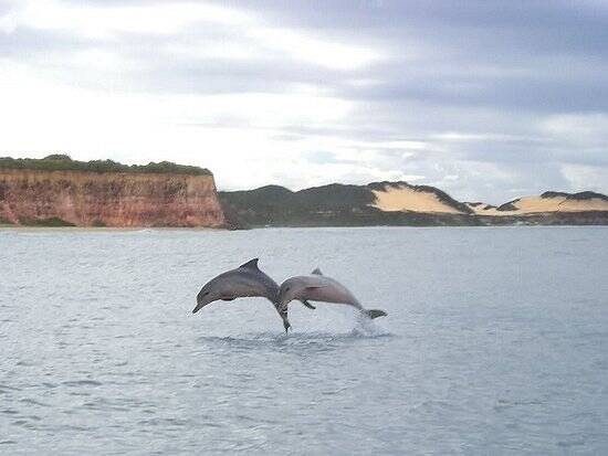 É normal que golfinhos apareçam para dançar para os turistas. Foto: TripAdvisor