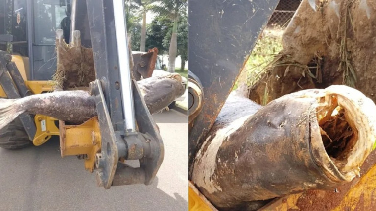 Carpa gigante é retirada de represa com retroescavadeira; veja fotos