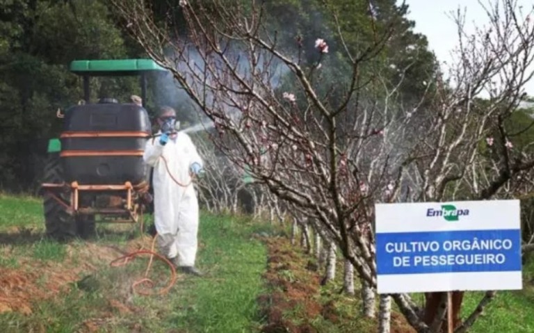 Embrapa desenvolve “película” à base de caranguejo e fumaça líquida para protege lavouras