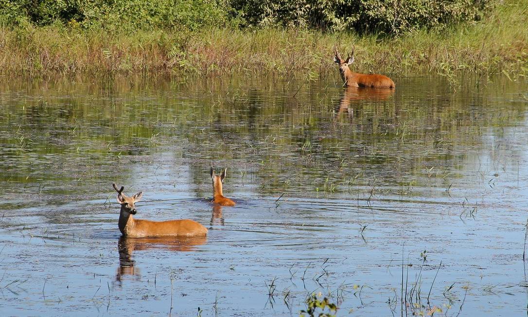 Parque Nacional Pantanal Matogrossense, Mato Grosso. Foto: Antonio José Maia Guimarães / Wikipedia / Creative Commons