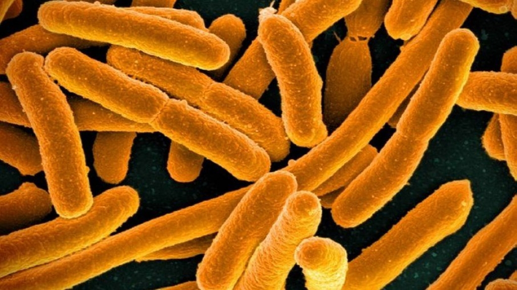Mortes por superbactérias superam HIV e malária no mundo, diz pesquisa