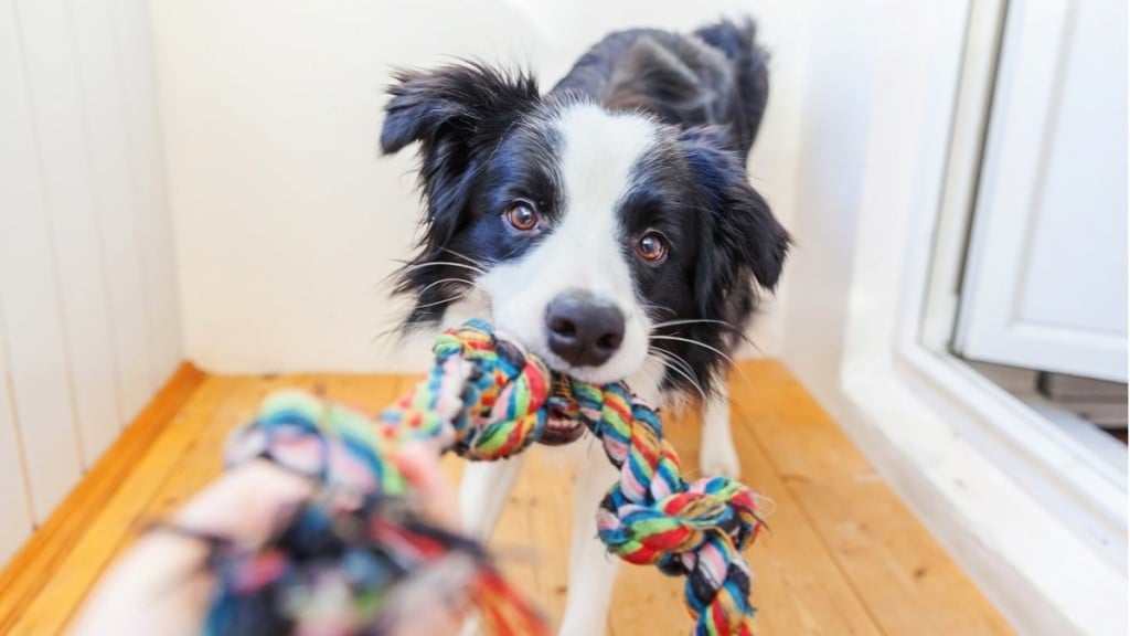 Foto: Reprodução 5 brinquedos para dar de presente pro seu pet