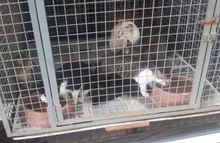 Feira para adoção de animais terá novas doações neste domingo em Marília