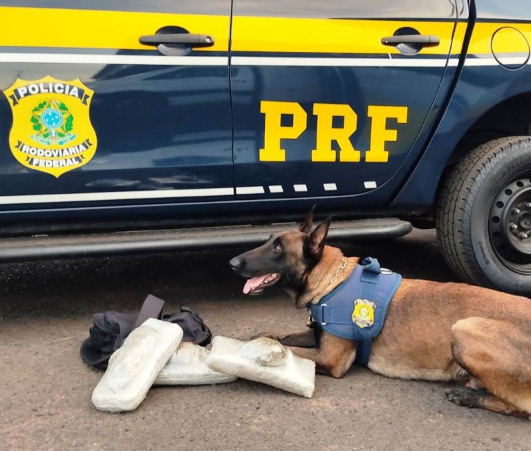 Cão da PRF identificou drogas dentro de bagagens no ônibus – Divulgação