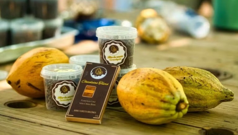 Pará investe em produção de sementes híbridas de cacau e desenvolvimento rural sustentável