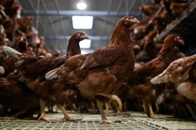 Gripe aviária continua avançando no Brasil