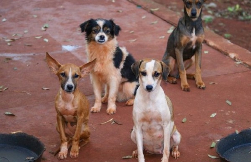 TJ manda prefeitura castrar e abrigar animais; libera eutanásia em doenças de risco