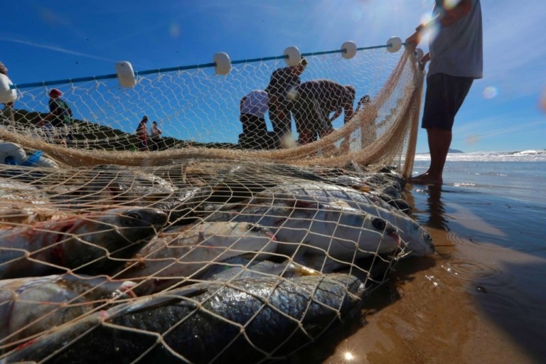 Ministério encerra pesca artesanal de tainha após atingir 90% da cota em apenas 19 dias
