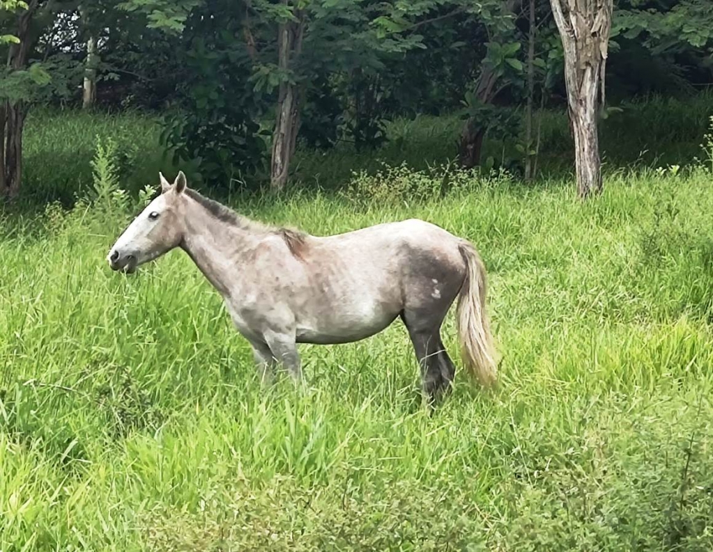 Animal em área de preservação provoca multas de R$ 31 mil em Marília