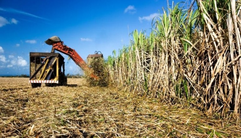 Centro-Sul bate recorde de produtividade de cana: 87,6 toneladas por hectare