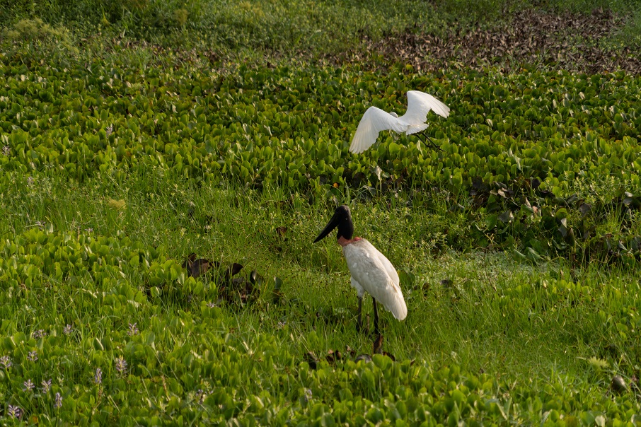 Aves durante Safári no Pantanal. Foto: Alexis Prappas/Fundtur MS