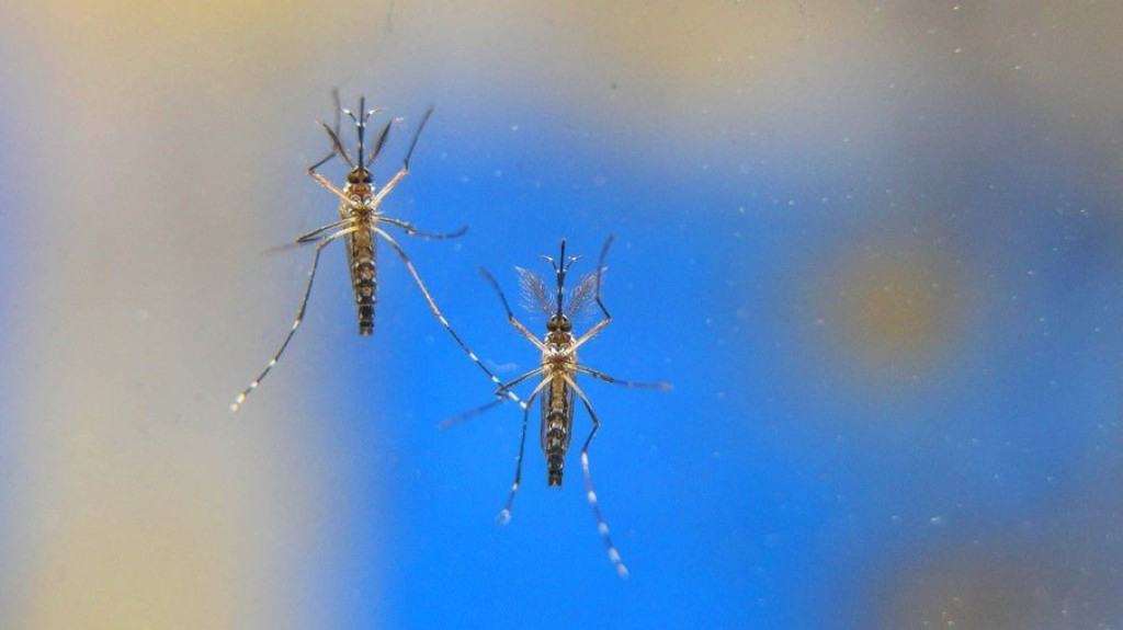 Pesquisa reforça eficácia de mosquitos modificados contra doenças Pesquisa reforça eficácia de mosquitos modificados contra doenças