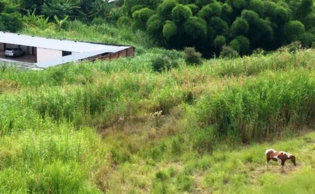 Ambiental resgata cavalo no centro; galinheiro preocupa vizinhos