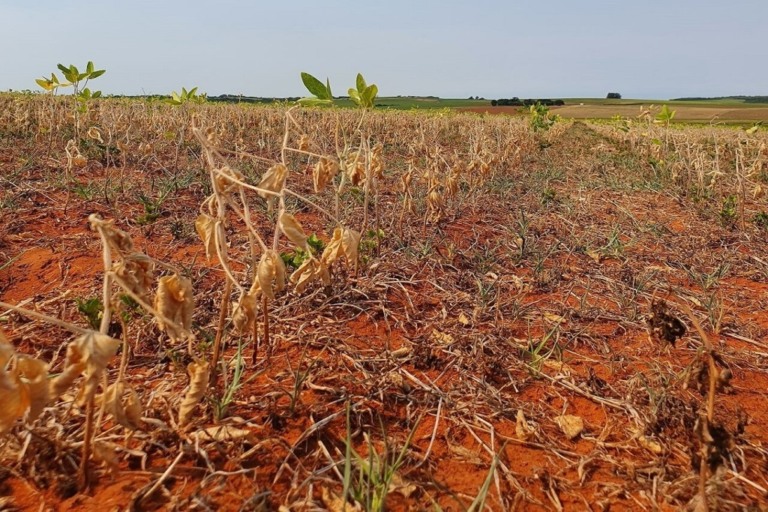 Seca compromete lavouras de segunda safra no Brasil Central e excesso de chuvas afeta Sul