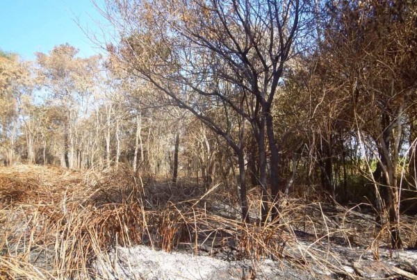 Polícia flagra incêndio em mata nativa para plantar cana