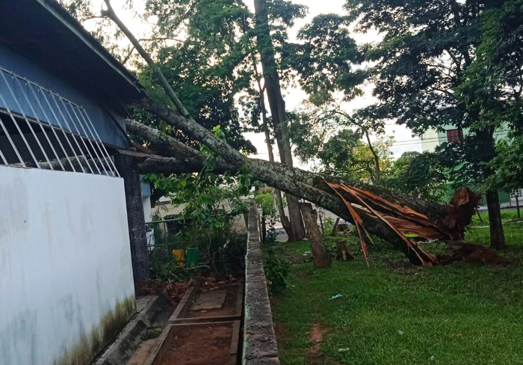 Defesa Civil atende queda de árvore, destelhamento e feridos em Marília