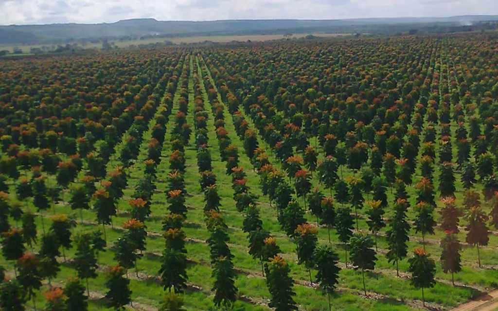 Minas Gerais se torna polo na produção de mogno africano no Brasil