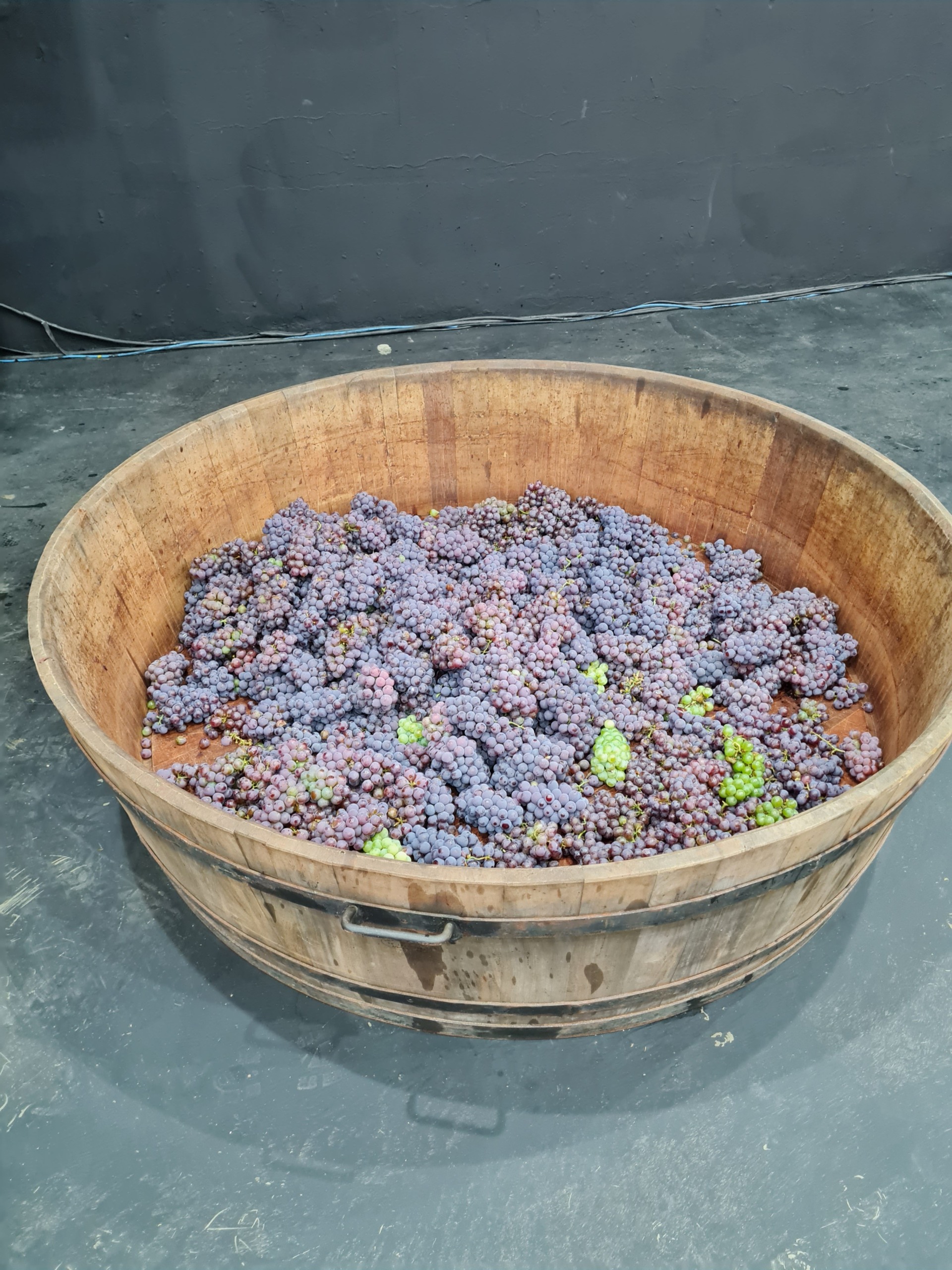 Tina com as uvas inteiras, antes de começar a pisa das uvas. Foto: Isabela Frasinelli/iG