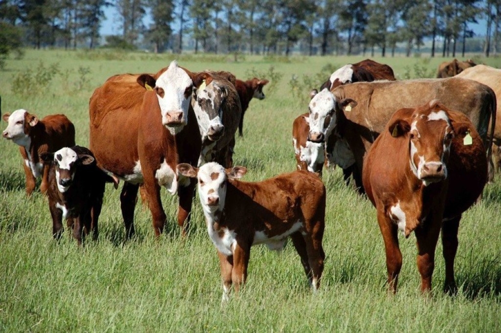 RS: Secretaria da Agricultura define novas datas para Declaração Anual de Rebanho em 2024 RS: Secretaria da Agricultura define novas datas para Declaração Anual de Rebanho em 2024