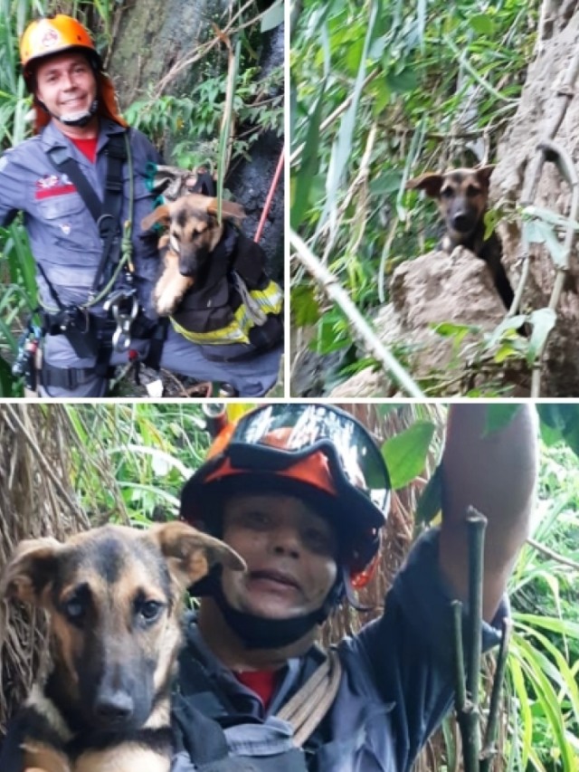 Bombeiros resgatam cachorro após queda de 50m em vale de Marília