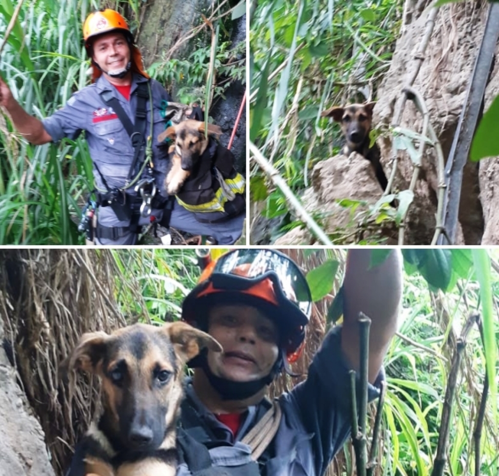 Bombeiros resgatam cachorro após queda de 50m em vale de Marília
