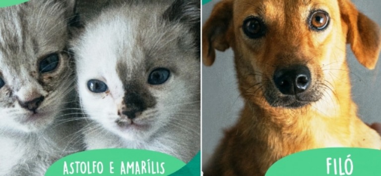 Feira terá ação especial pára adoção de animais em Marília neste domingo