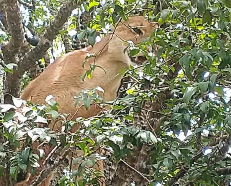 Onça é resgatada em árvore no quintal de residência na região; vídeo