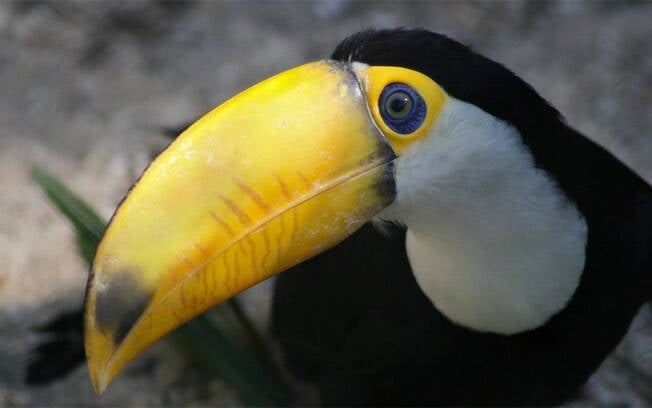 O zoológico do Rio de Janeiro é o primeiro do Brasil. Foto: Flickr/Bruno Mello Teixeira