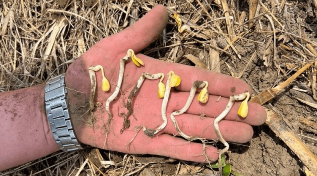Mato Grosso já replantou um milhão de hectares de soja. Veja a situação nacional da safra Mato Grosso já replantou um milhão de hectares de soja. Veja a situação nacional da safra
