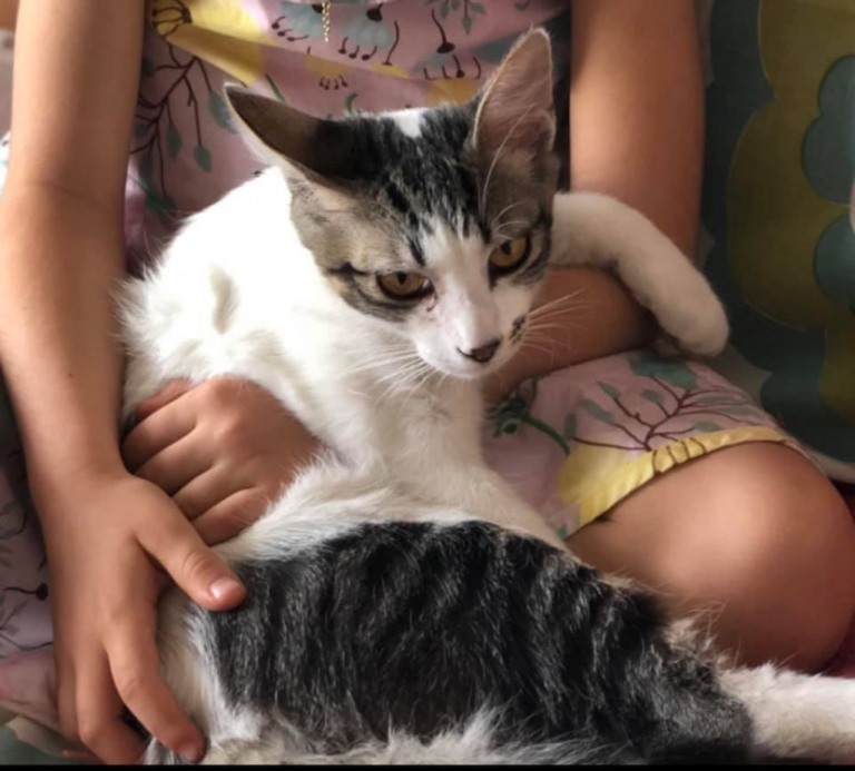 Família procura gata desaparecida na avenida Sto Antonio em Marília