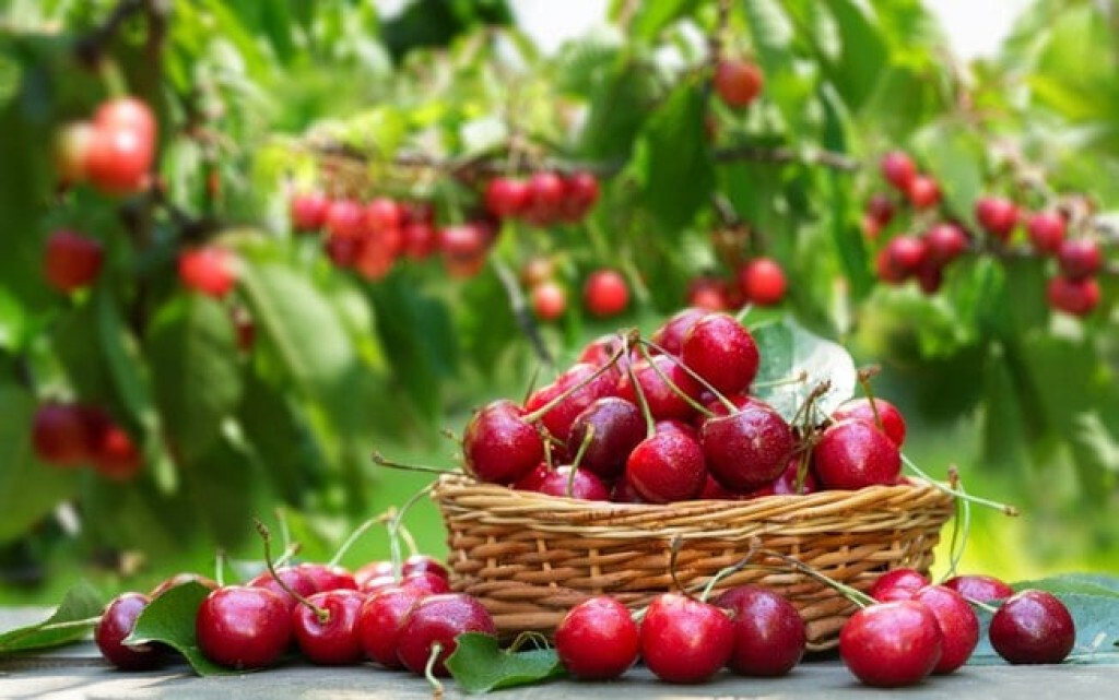 Entenda como as frutas são aliadas do emagrecimento Entenda como as frutas são aliadas do emagrecimento