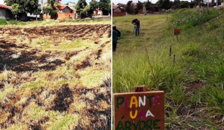 Queimada destrói parte do Bosque da Vida na zona sul; arborização enfrenta desafios